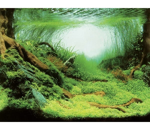 AQUA NOVA tło dwustronne plants/ocean S 60/30cm